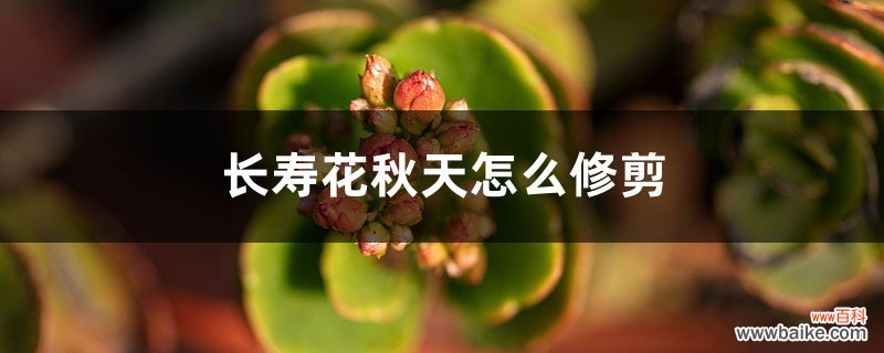 长寿花秋天怎么修剪