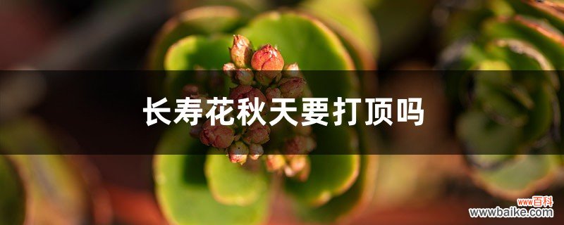 长寿花秋天要打顶吗