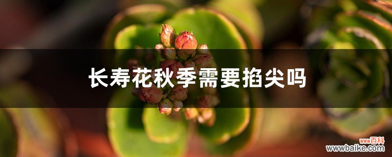 长寿花秋季需要掐尖吗