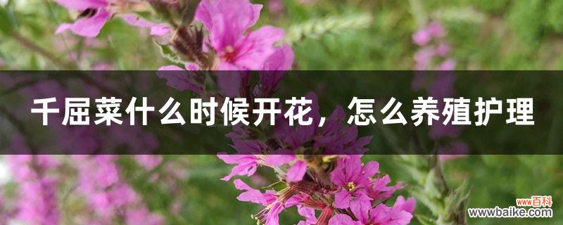 千屈菜什么时候开花，怎么养殖护理