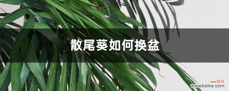 散尾葵如何换盆