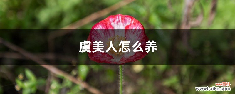 虞美人怎么养