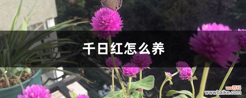 千日红怎么养