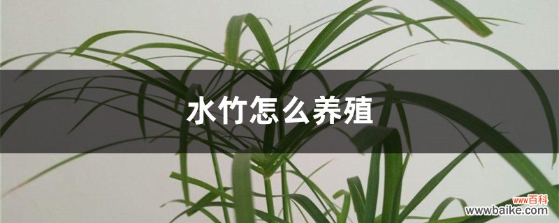 水竹怎么养殖