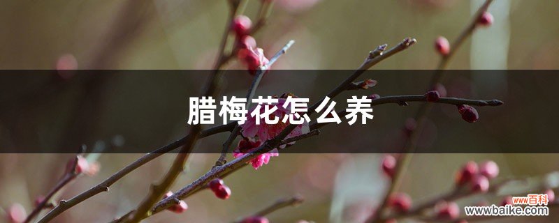 腊梅花怎么养