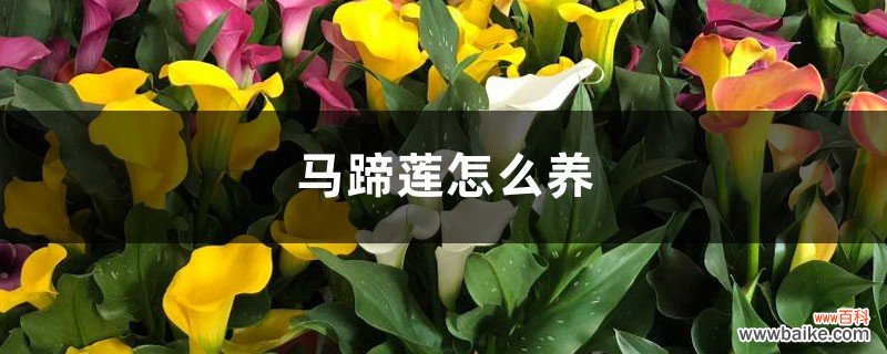 马蹄莲怎么养