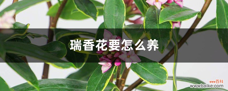 瑞香花要怎么养