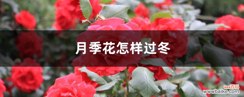 月季花怎样过冬