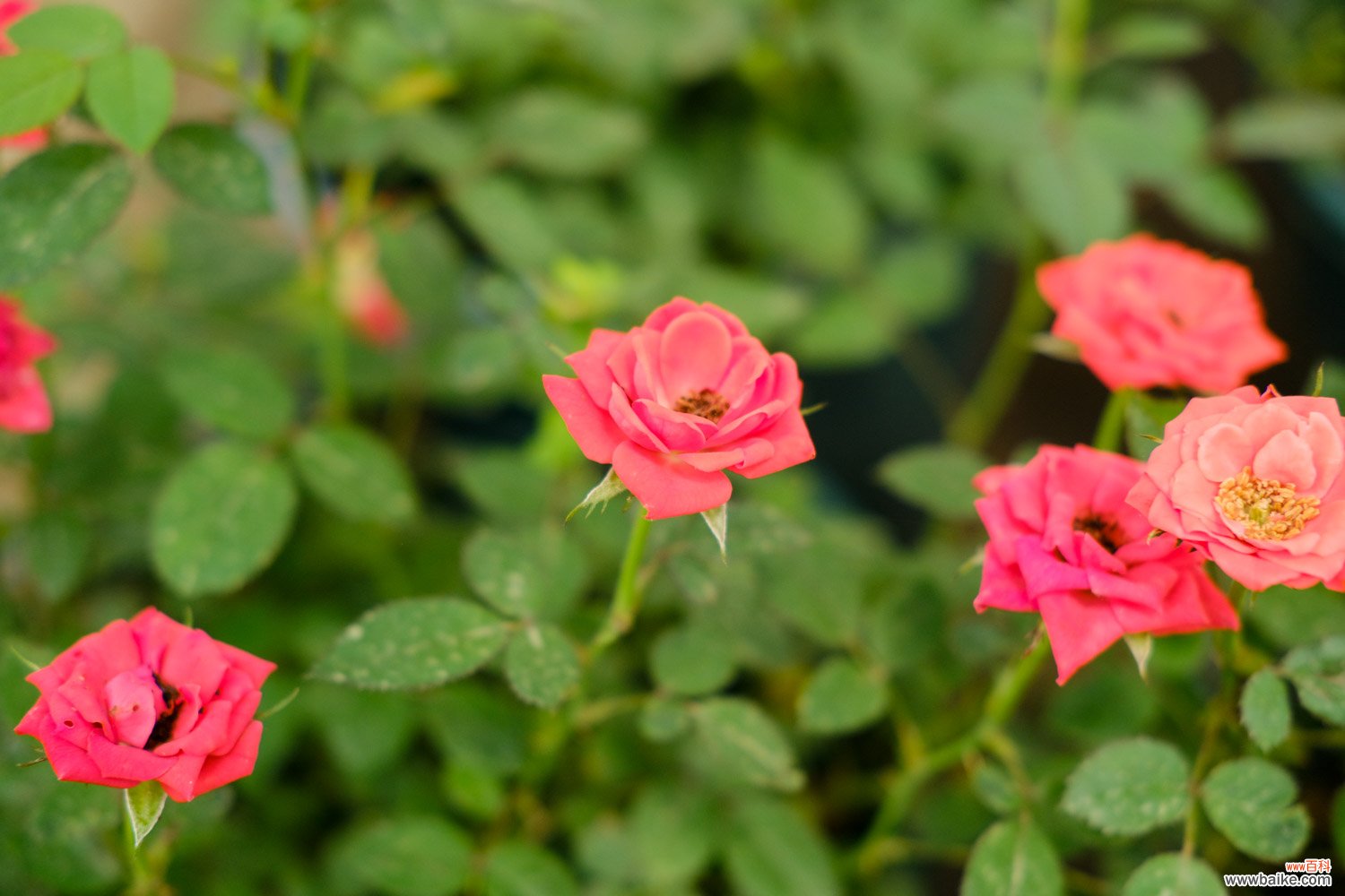 月季花怎样过冬