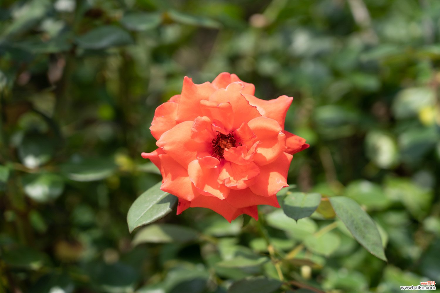 月季花怎样过冬