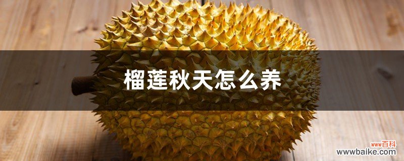 榴莲秋天怎么养