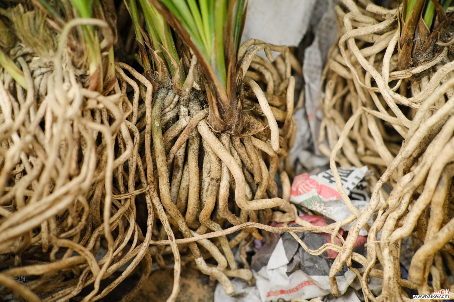 兰花出芽不长怎么办，怎样才能发壮芽？