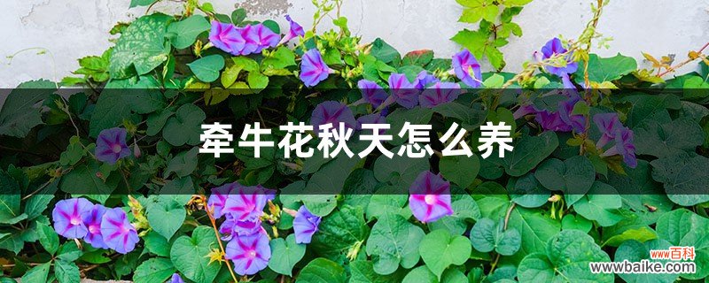 牵牛花秋天怎么养