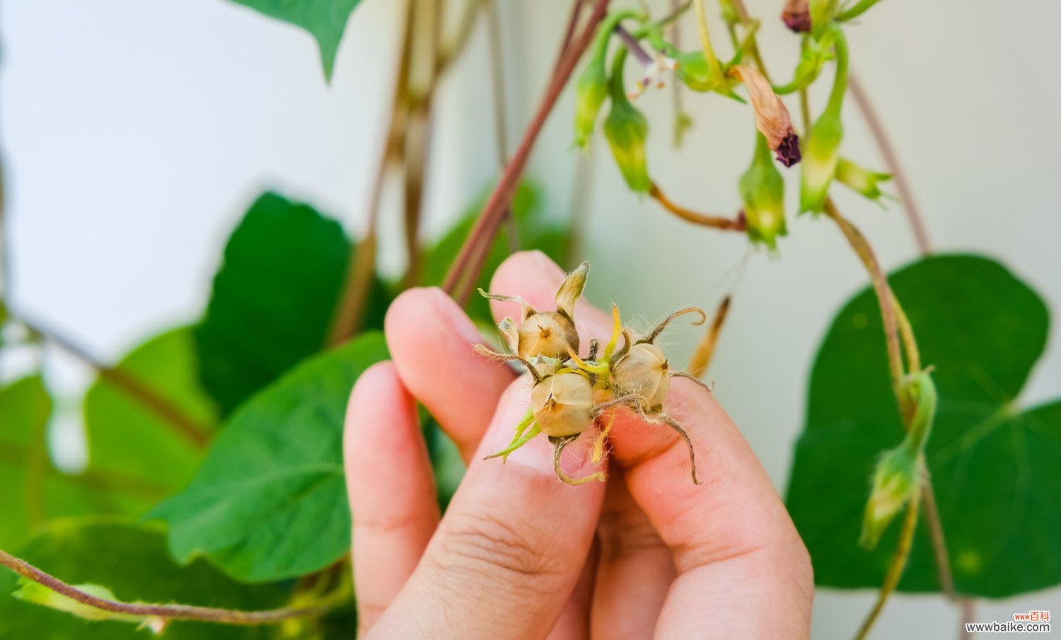 牵牛花秋天怎么养