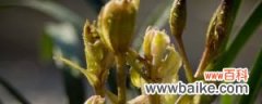 最简单的兰花土配置 盆栽兰花用什么土最好