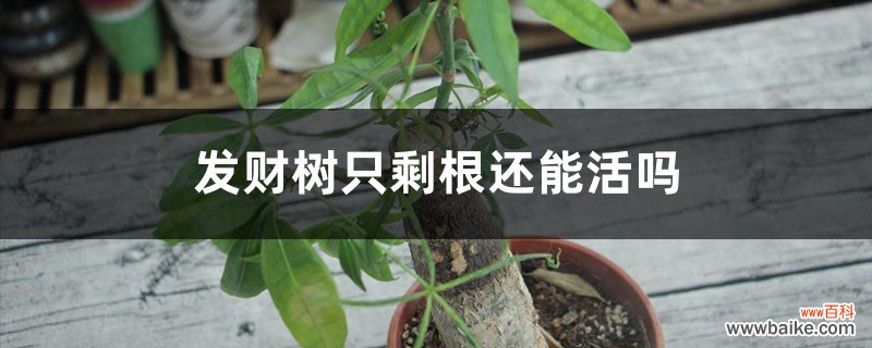 发财树只剩根还能活吗，烂根后重新生根方法