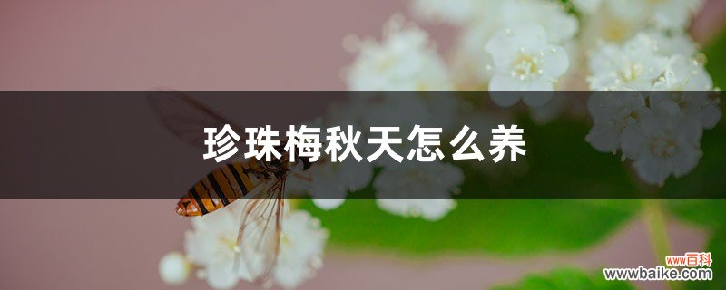 珍珠梅秋天怎么养