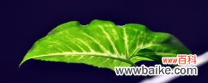 绿萝一片叶子能活吗，可以水培生根繁殖吗