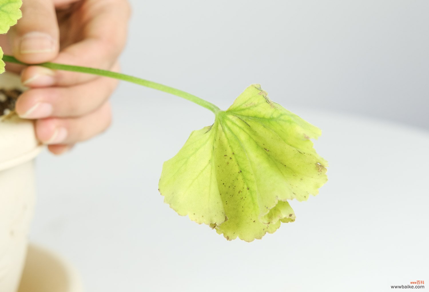 垂吊天竺葵好养吗：能养几年，可以在室内养吗