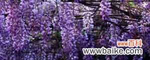 附盆栽种植方法 紫藤盆栽需要多大的盆