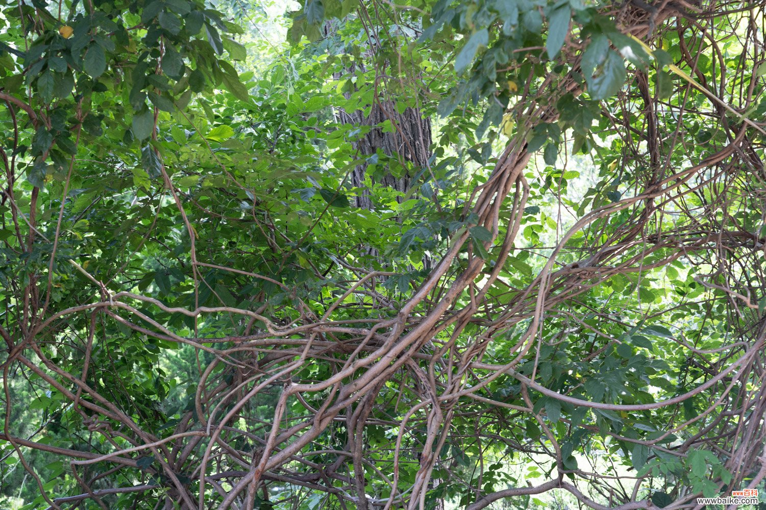 附盆栽种植方法 紫藤盆栽需要多大的盆