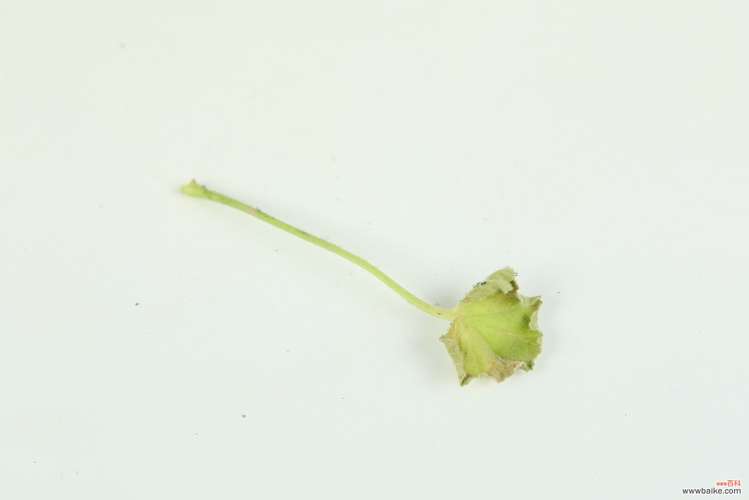 大花天竺葵怎么修剪，时间和造型方法详解