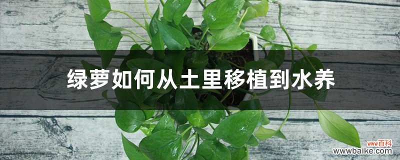 绿萝从土里移植到水养，要注意什么