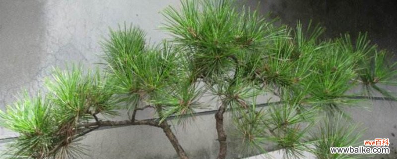 盆栽松树怎么种植，用什么土？