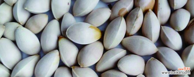 白果种子种植要去壳吗，如何种植