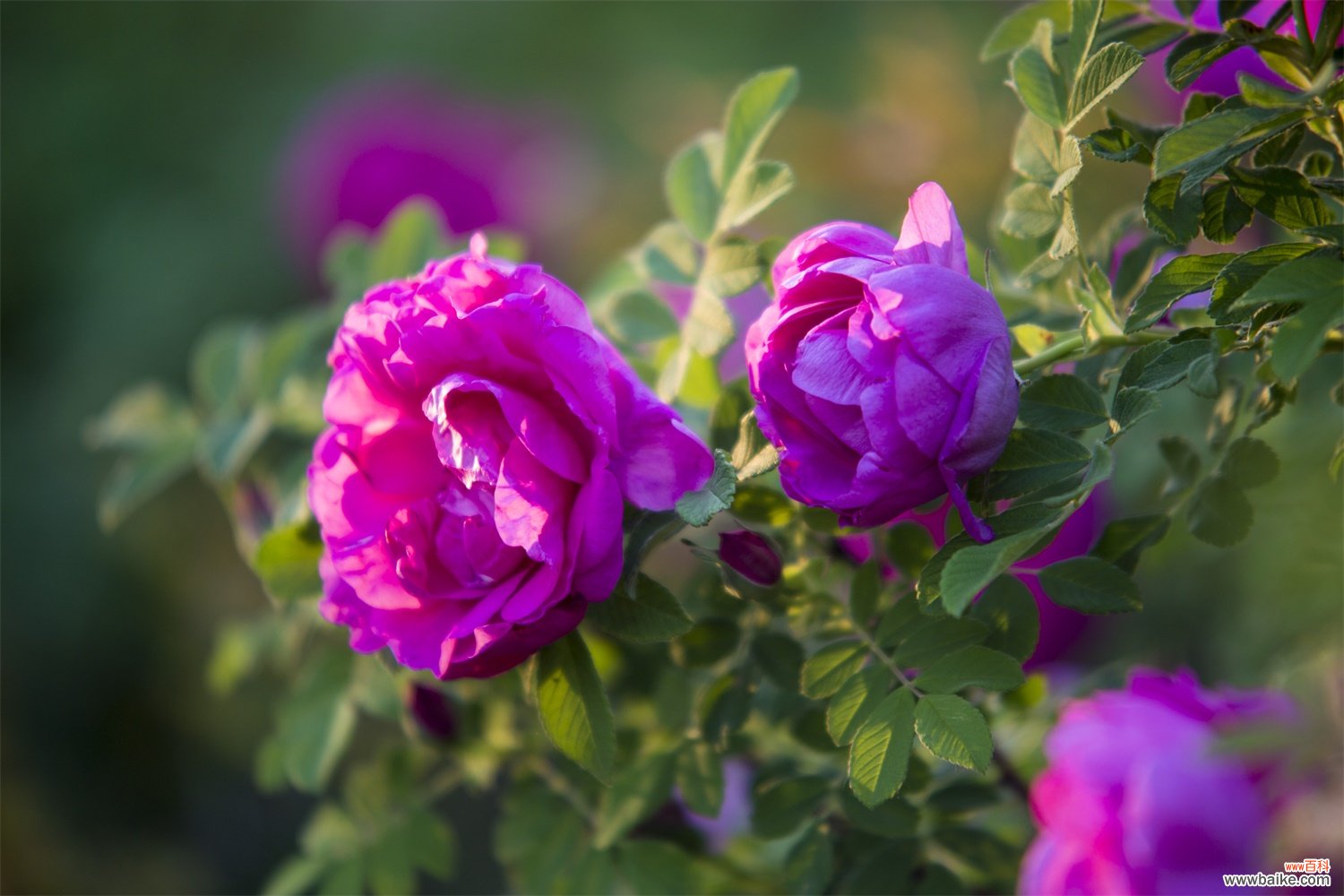 室内和室外方法不同 家养玫瑰花怎么养殖