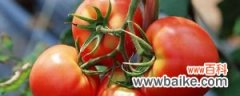 怎么种植番茄