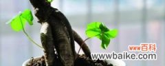 人参榕的养殖方法，怎么让根长大？