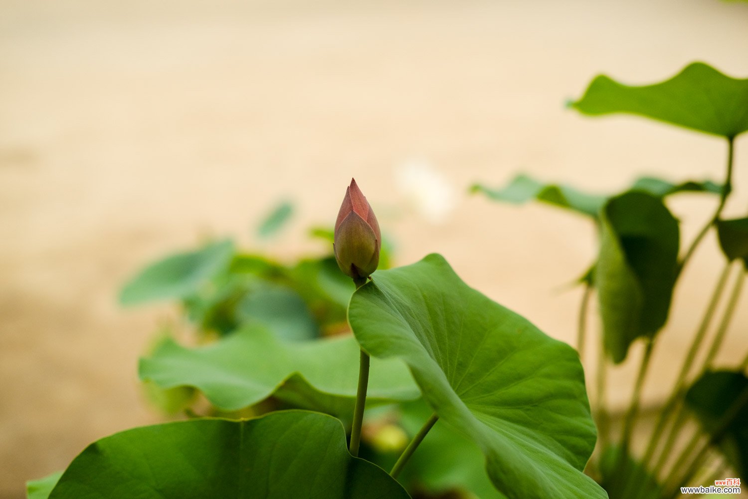 怎么延长荷花花期，花期一般有多长