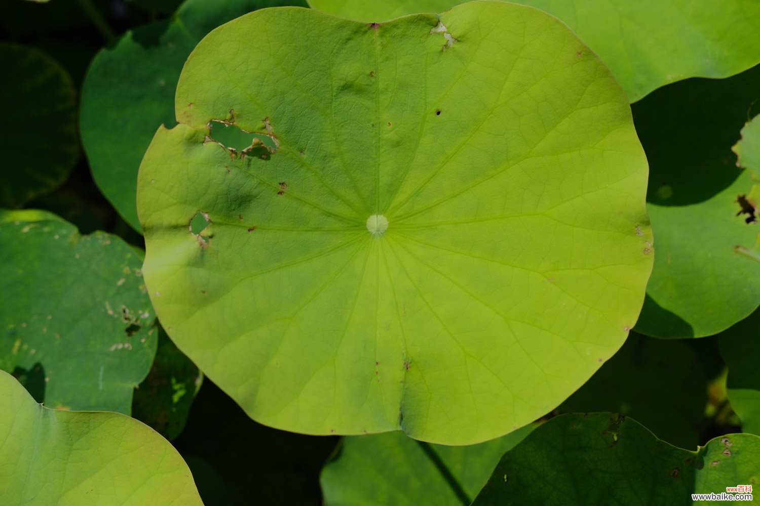 怎么延长荷花花期，花期一般有多长