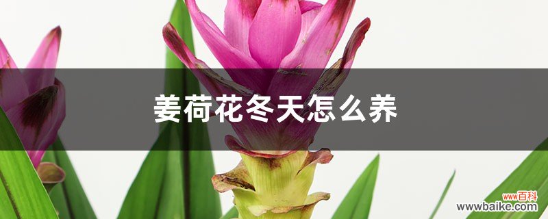 姜荷花冬天怎么养，要剪叶子吗