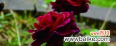 路易十四玫瑰怎么种植：好养吗？怎么养？