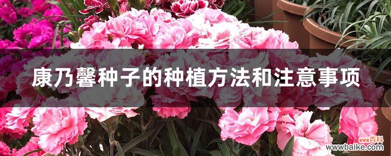 什么季节种植，好发芽吗 盆栽康乃馨种子怎么种