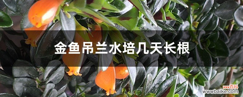 金鱼吊兰水培几天长根，怎么长得快