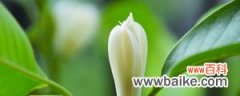 盆栽白兰花的养殖方法