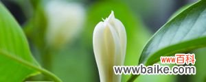盆栽白兰花的养殖方法