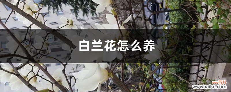 盆栽白兰花的养殖方法