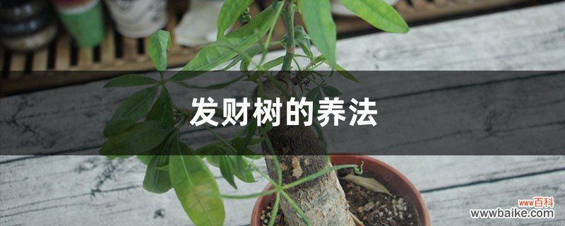 小盆栽发财树的养法