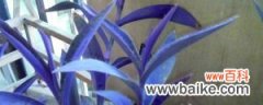 紫竹梅可以水培吗，怎么水培？