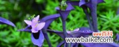 紫竹梅扦插方法和时间