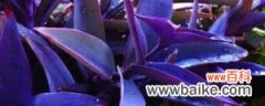 紫竹梅扦插后多久生根，用什么土