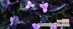 紫竹梅扦插几天成活，成活率多高