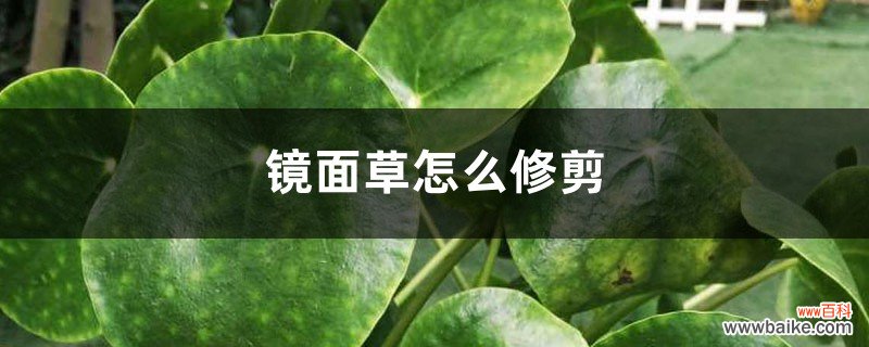 镜面草怎么修剪才好看