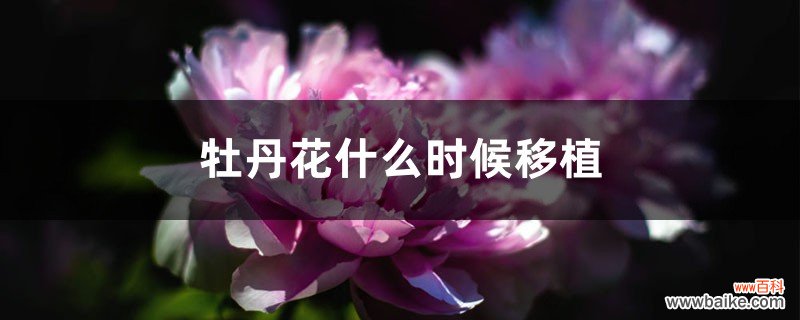 牡丹花什么时候移植，需要剪枝吗