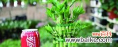 富贵竹土培怎么样才能更旺盛