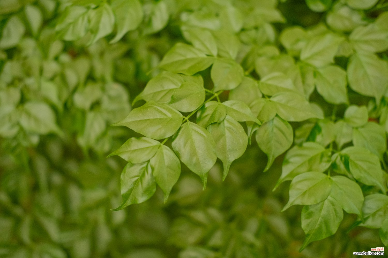 幸福树如何让茎变粗